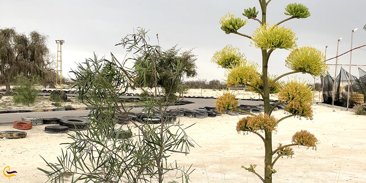 تصویری از محوطه مجموعه پارس سافاری کیش