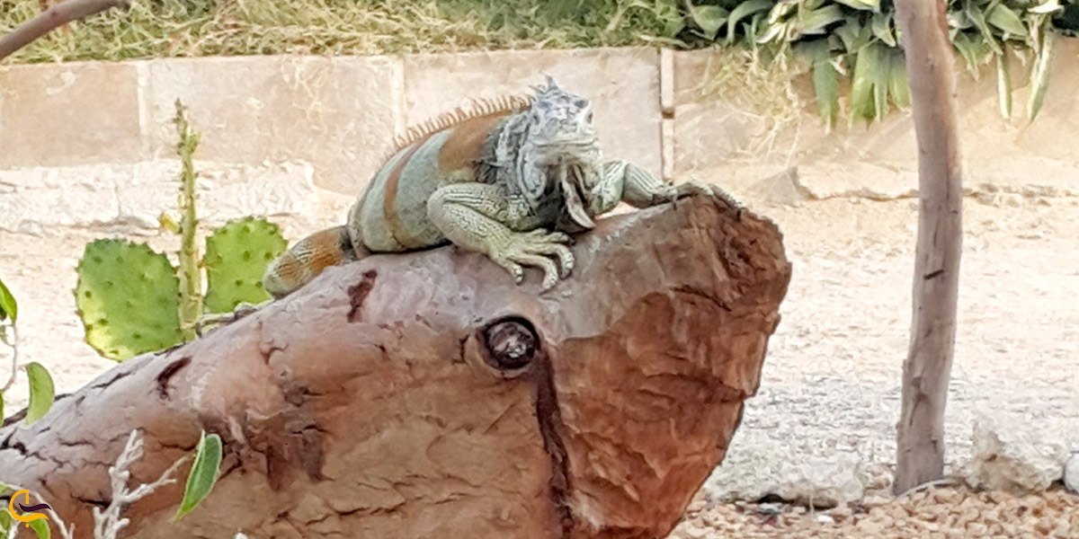 تصویری از حیوانات عجیب در مجموعه پارس سافاری کیش