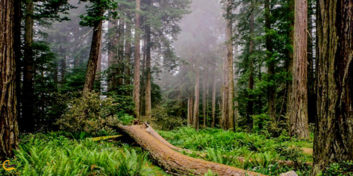 تصویری از جنگل سرسبز ایگنیادا استانبول