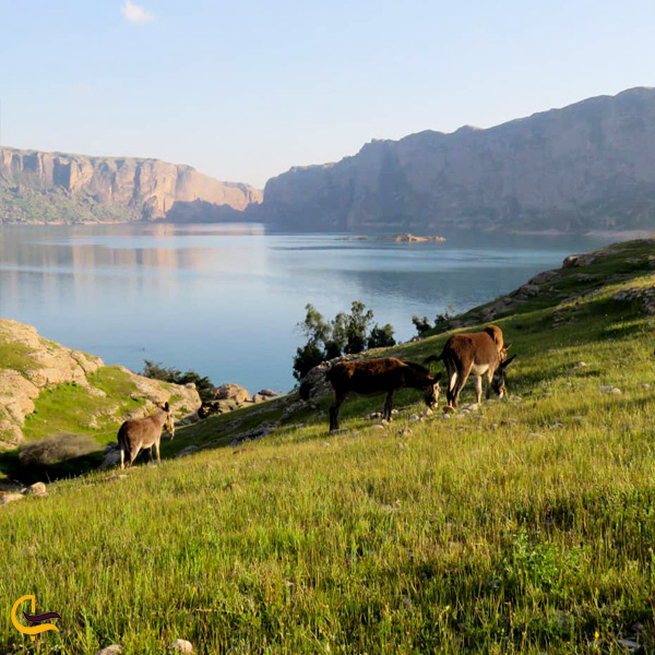 تصویری از حیوانات در طبیعت دریاچه شهیون دزفول