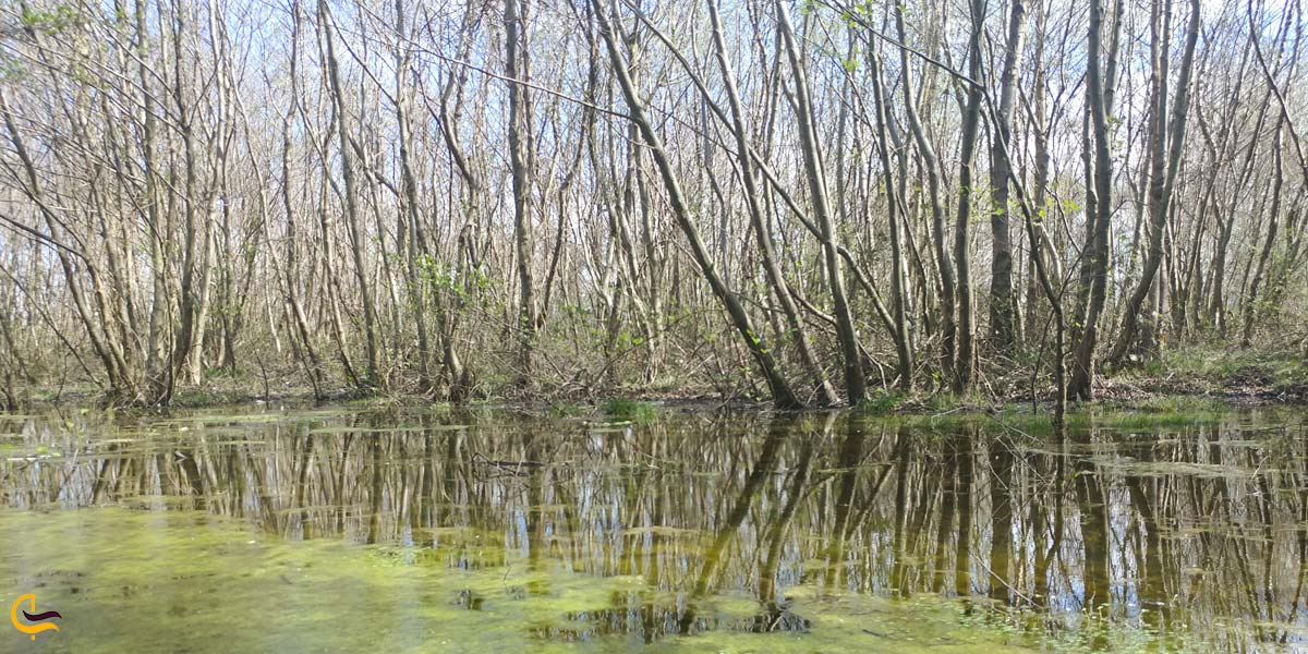 تصویری از پارک جنگلی کیاشهر