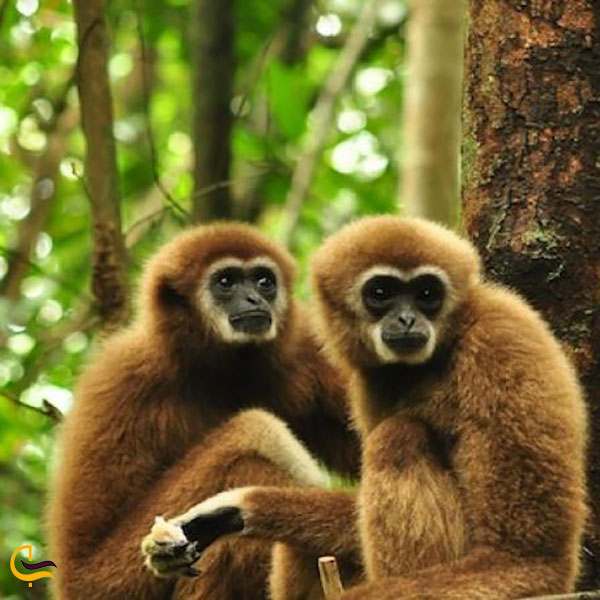 عکس میمون های پارک طبیعی خائوپرا تائو