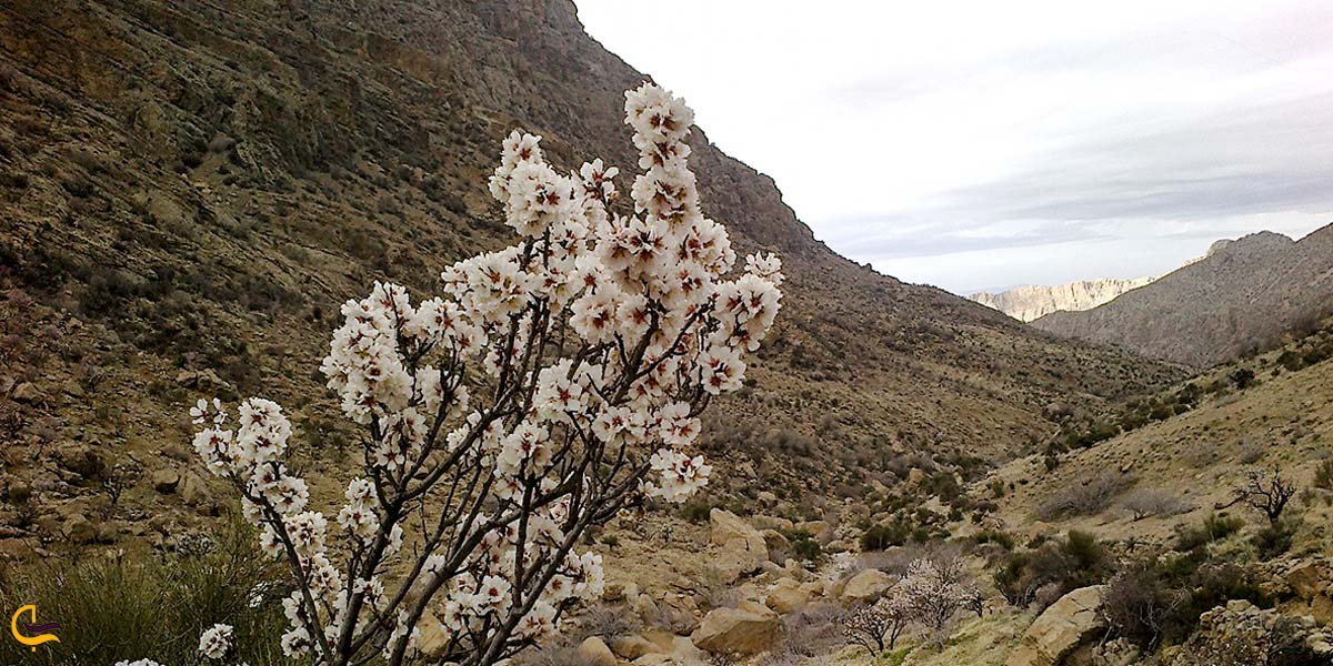 تصویری از طبیعت داراب