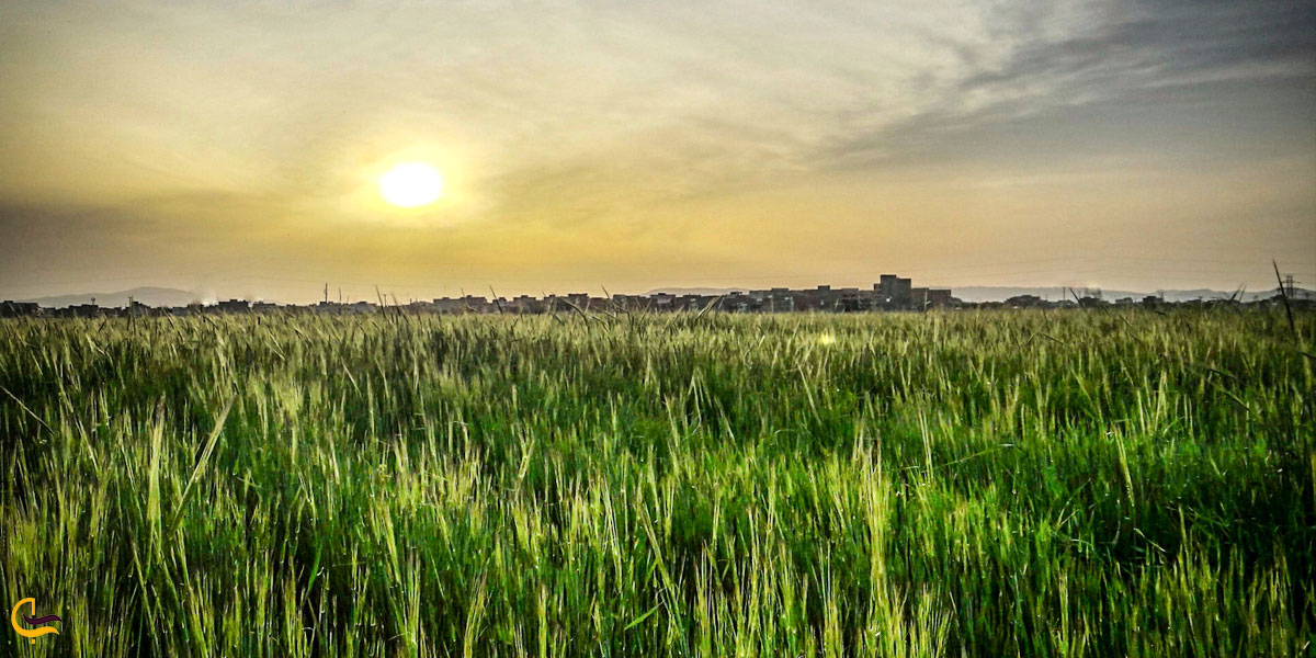 تصویری از طبیعت سرسبز شیروان