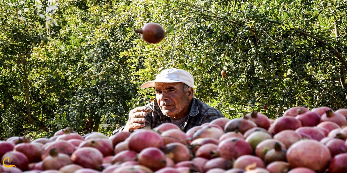 تصویری از پیرمردی در جشنواره انار تنگ طه داراب