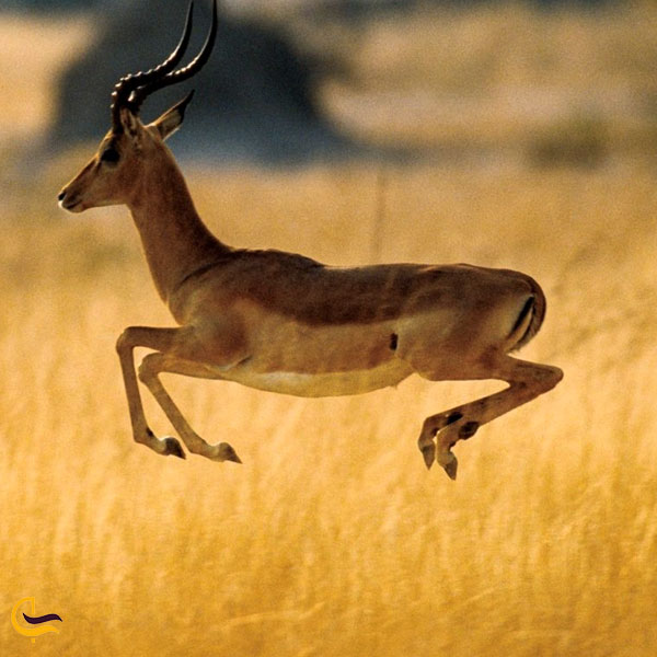 تصویری از حیوانات منطقه حفاظت شده شکار ممنوع خرم دره