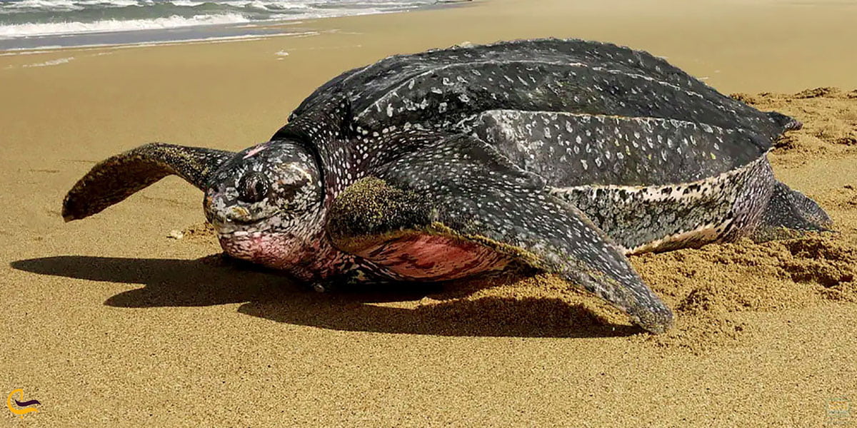 عکس لاک‌پشت‌های پارک ملی سیرینات