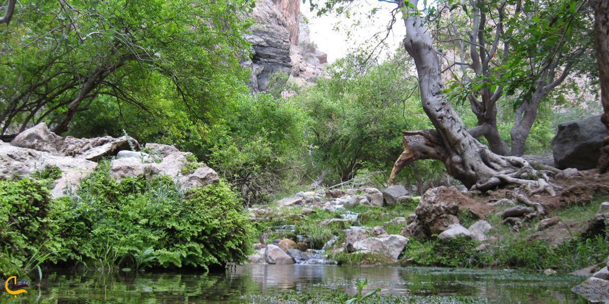 تصویری از طبیعت سرسبز آباده