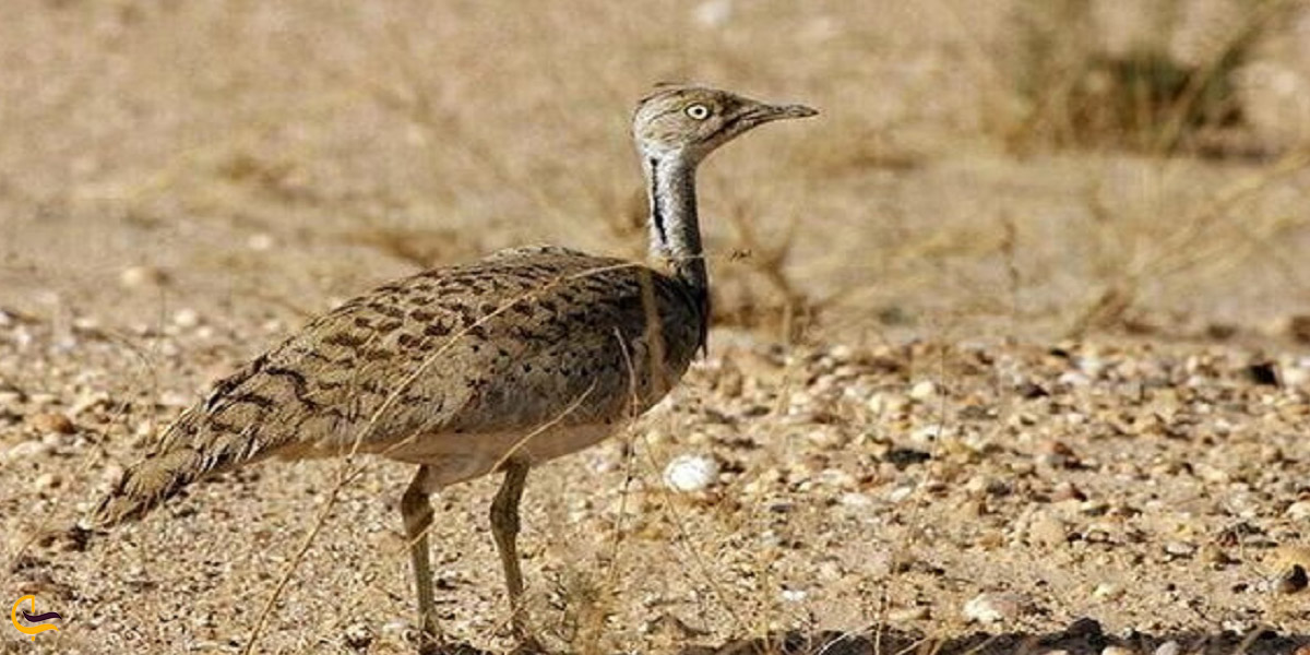 تصویری از پرده در پناهگاه حیات وحش یخاب