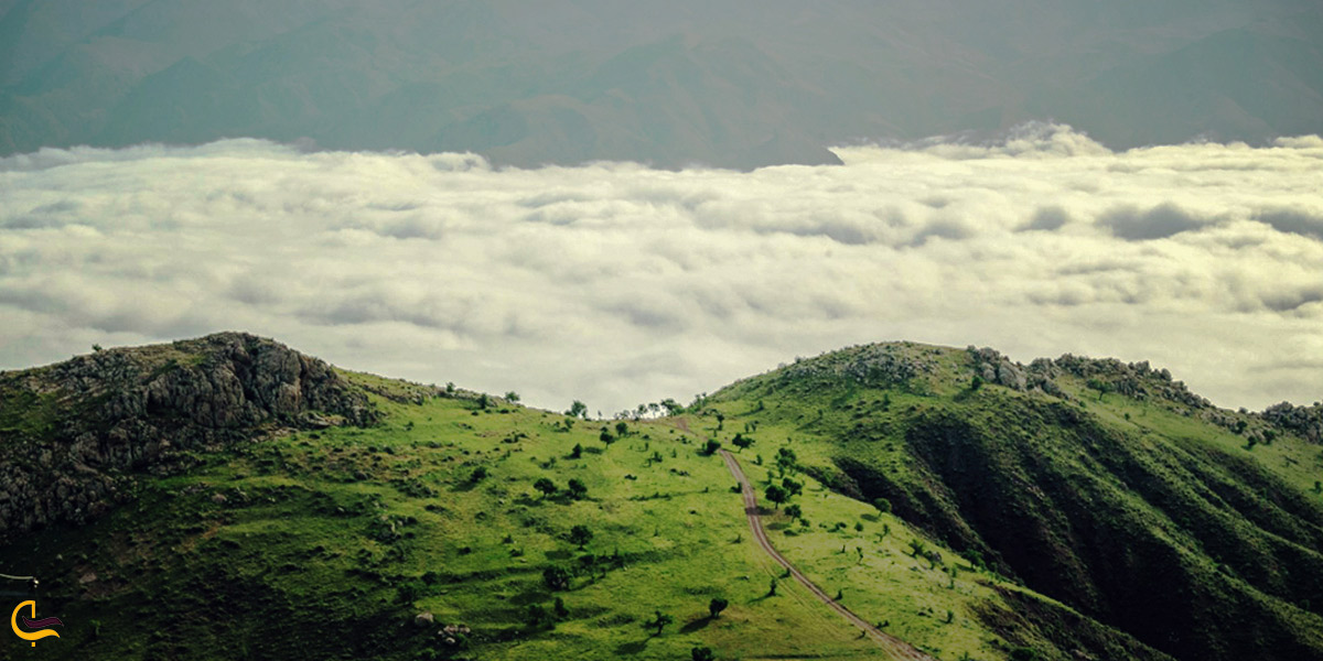 تصویری از جنگل ابر شاهرود