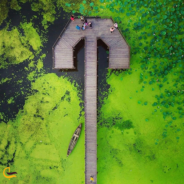 عکس هوایی از پل چوبی مرداب انزلی