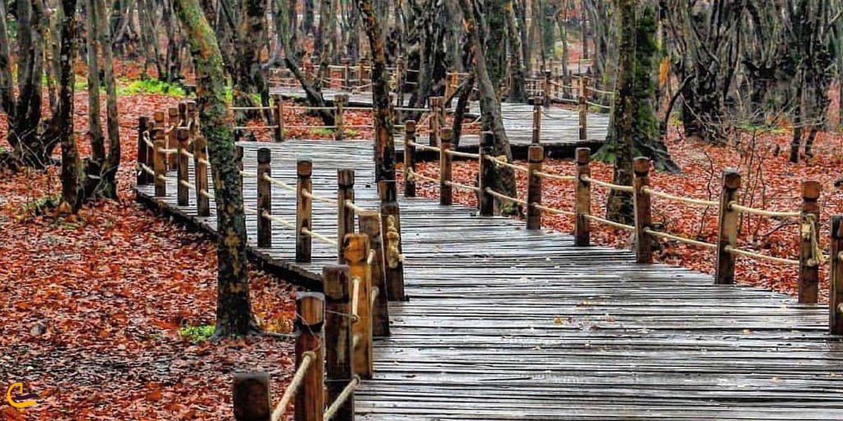 تصویری از پارک جنگلی النگده گرگان