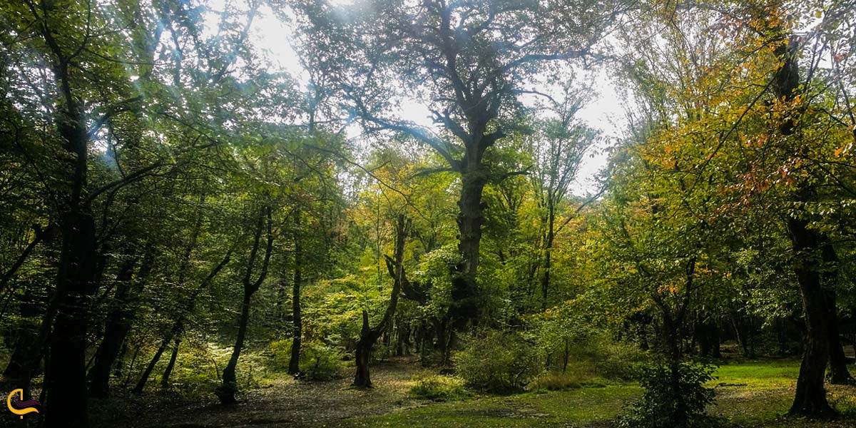 تصویری از طبیعت بکر جنگل النگدره گرگان