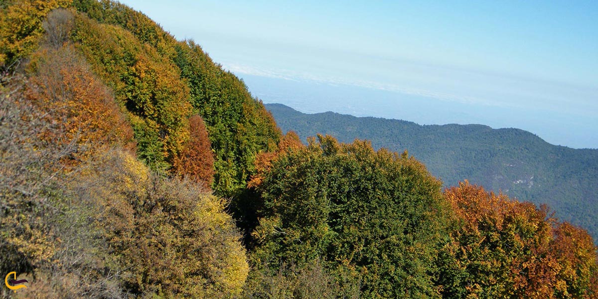 تصویری از جنگل الیمستان