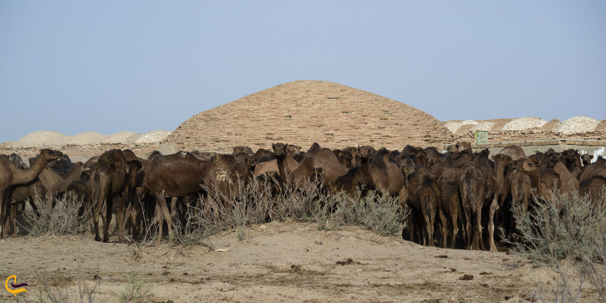 تصویری از گونه حیوانی در پارک ملی کویر گرمسار