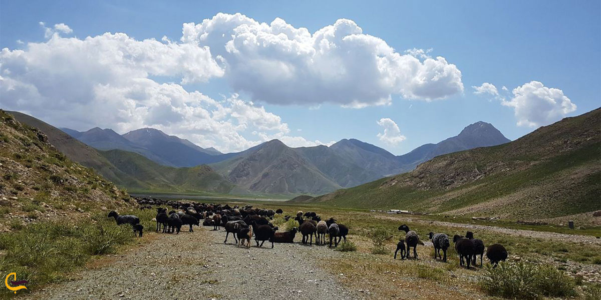 نمایی از گونه های جانوری دره لار