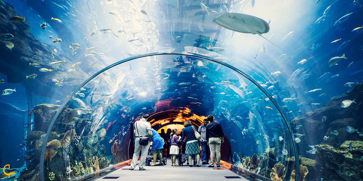 تصویری از آکواریوم دبی