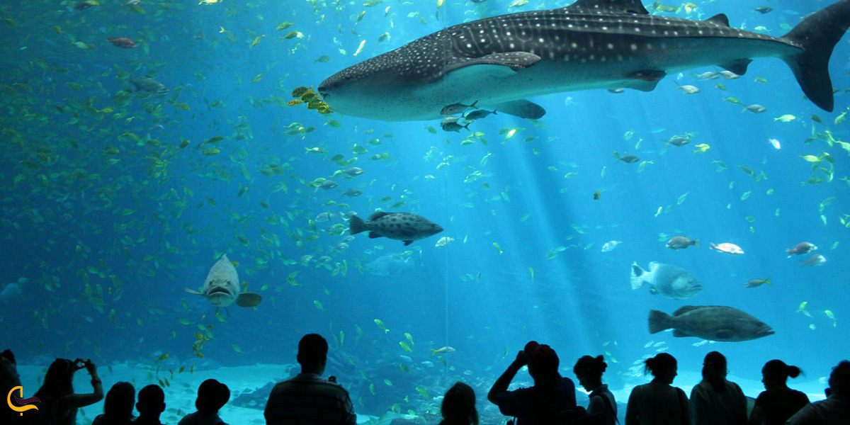 تصویری از آکواریوم دبی 