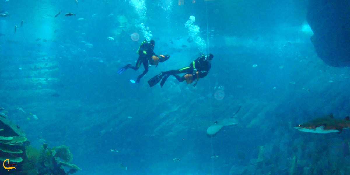 تصویری از دو قواص در آکواریوم دبی