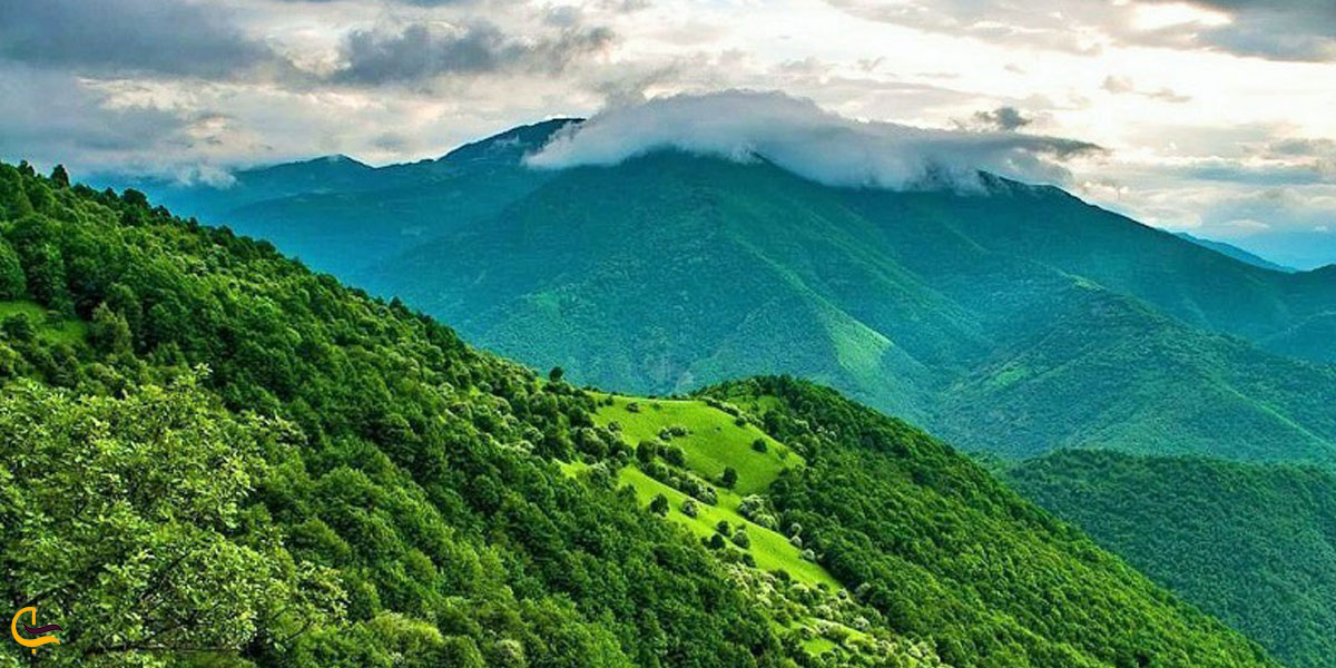 تصویری از طبیعت سرسبز جنگل ارسباران