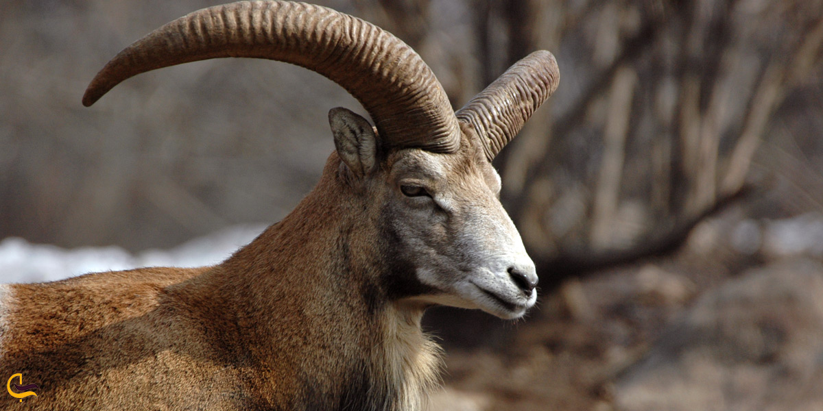 تصویری از گونه های حیوانی در دریاچه ارومیه