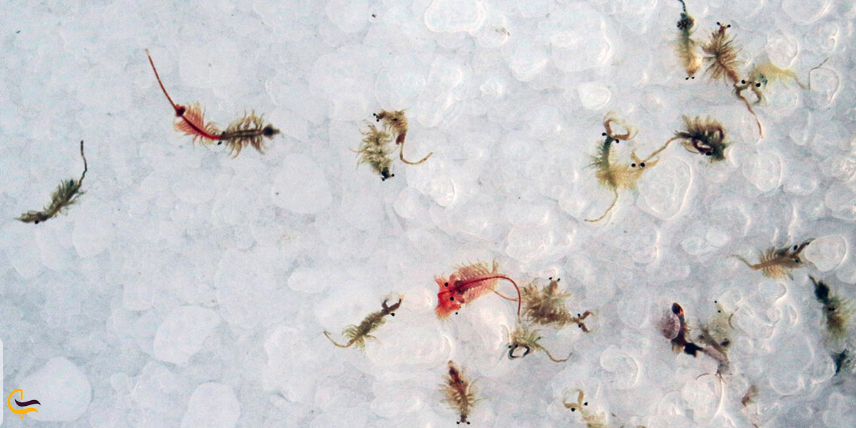 تصویری از آرتمیا در دریاچه ارومیه