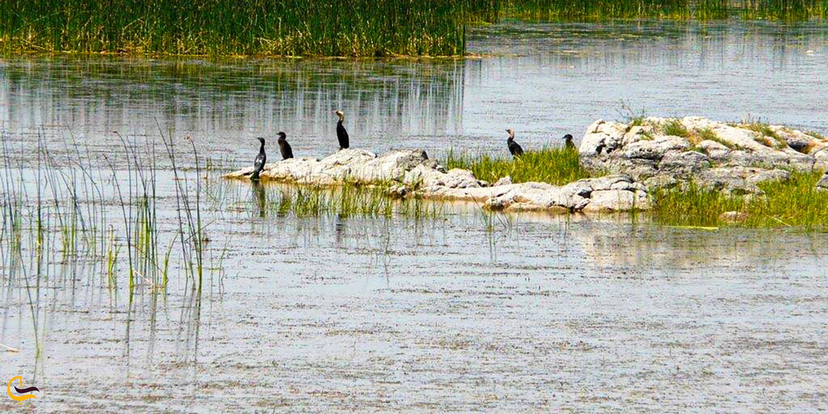 نمایی از پرندگان چشمه ثریا