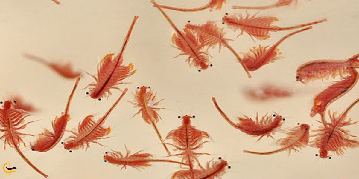 تصویری از میگو آب شور دریاچه ارومیه