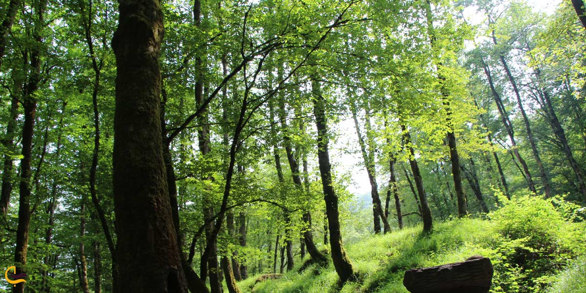 تصویری از طبیعت سرسبز جنگل دالخانی رامسر
