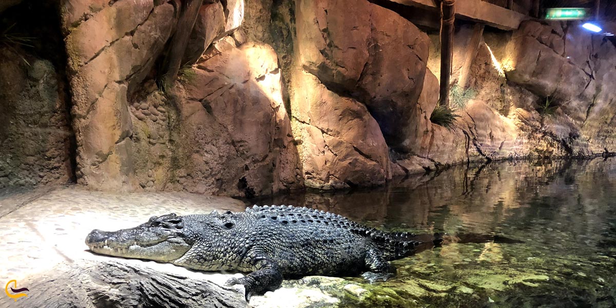 نمایی از تمساح در اکواریم دبی