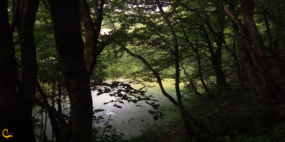 تصویری از درختان جنگل فندقلو اردبیل