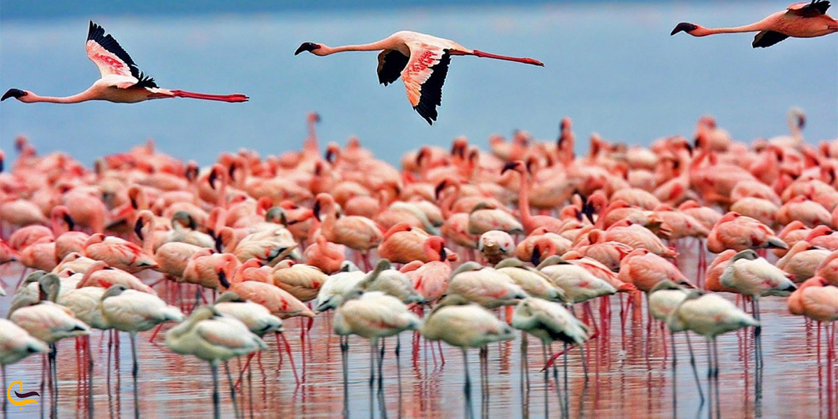 نمایی از فلامینگو دریاچه مهارلو