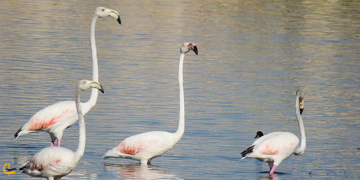 تصویری از فلامینگو در دریاچه ارومیه
