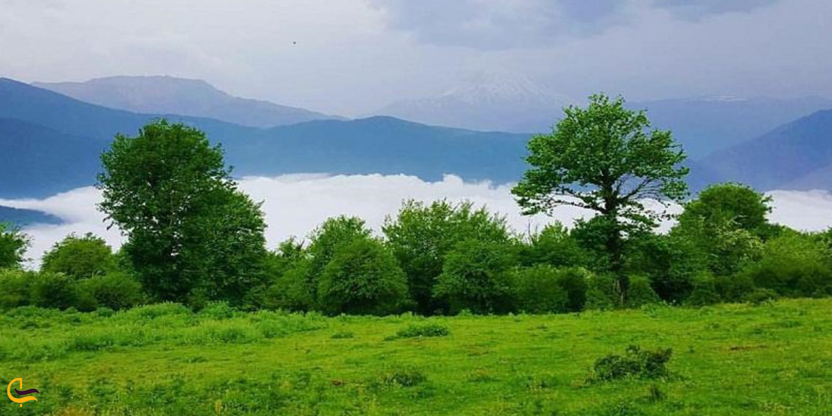 تصویری از جنگل الیمستان