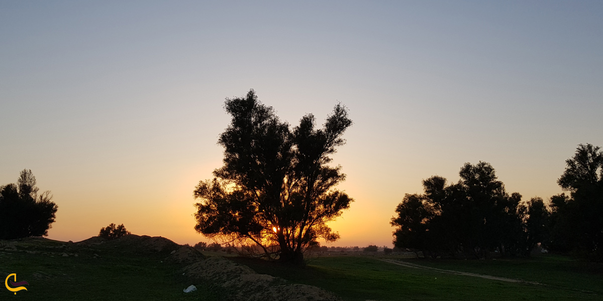 تصویری از درخت در پارک جنگلی چاهکوتاه بوشهر