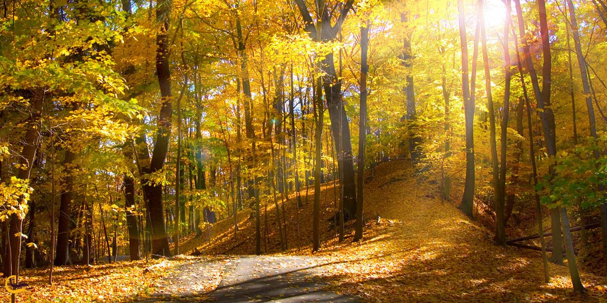 تصویری پاییزی از جنگل انجیلی