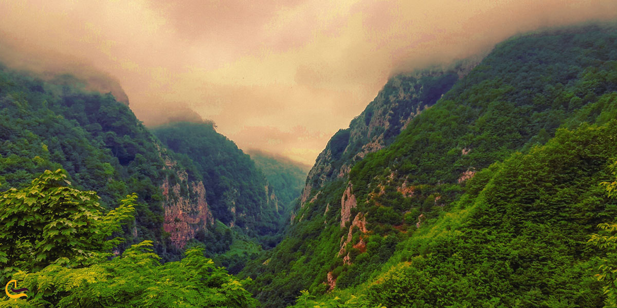 تصویری از طببیعت سرسبز جنگل دو هزار