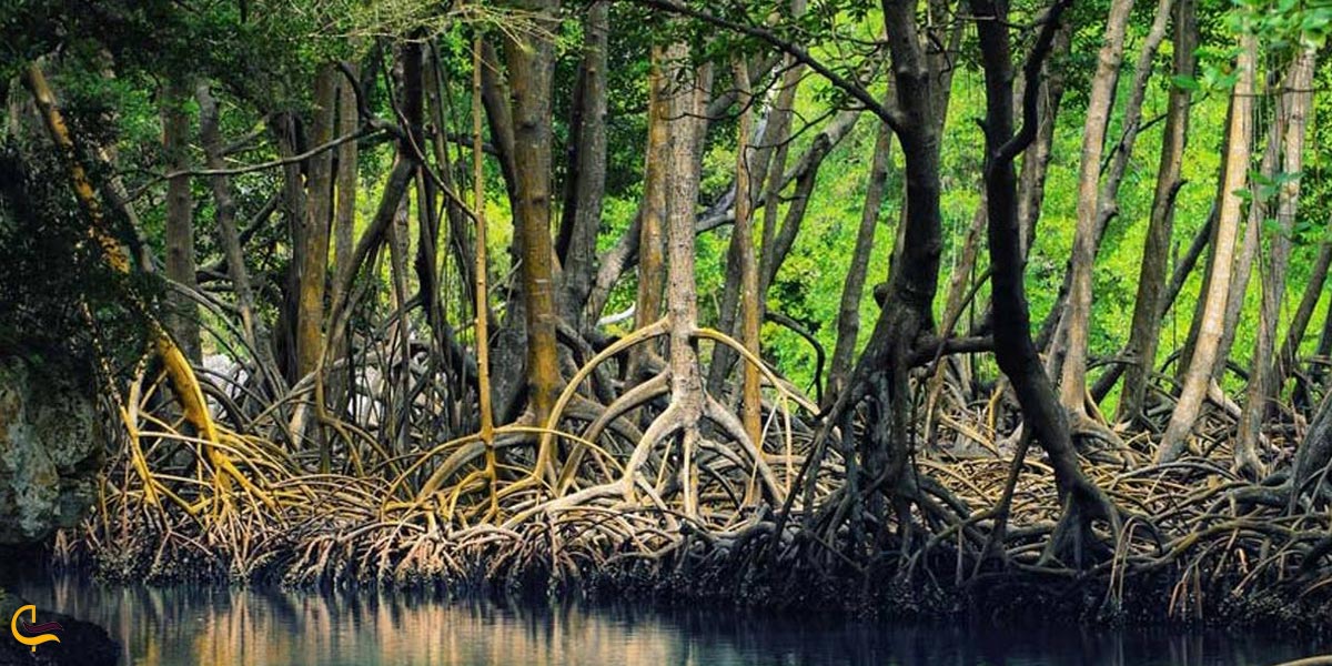 تصویری از جنگل حرا