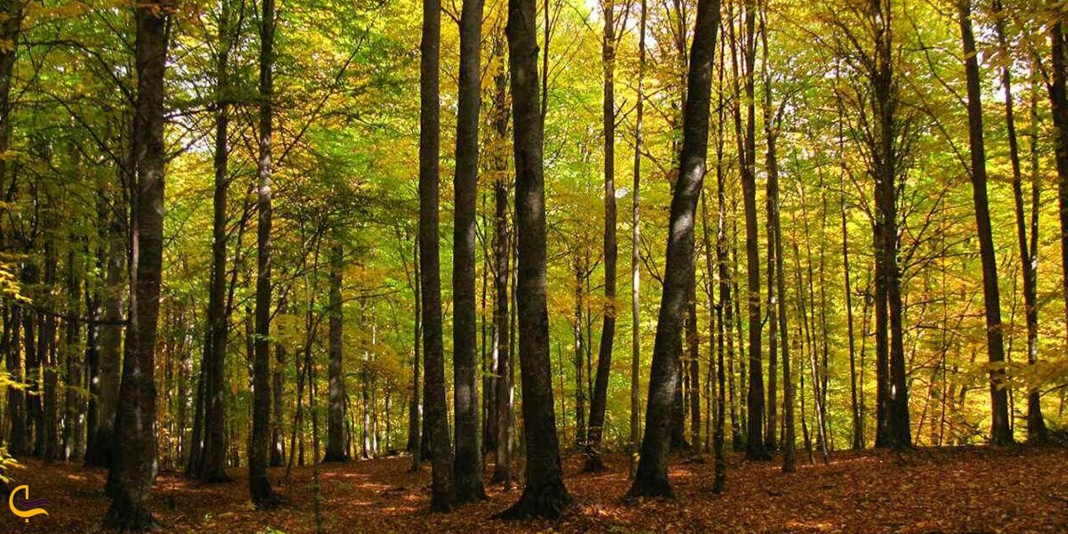 تصویری از طبیعت سرسبز جنگلی راش