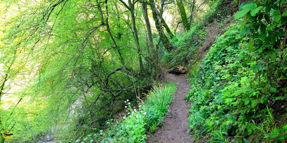 تصویری از جنگل شیرآباد