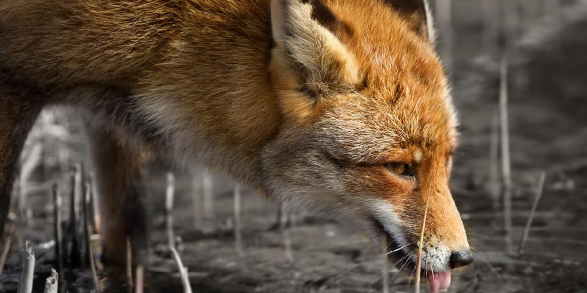 تصویری از روباه در طبیعت دریاچه سیاه گاو