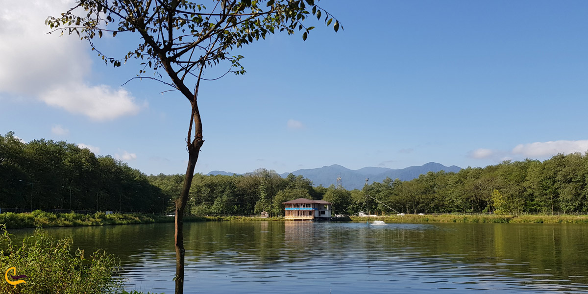 تصویری از طبیعت بکر جنگل گیسوم