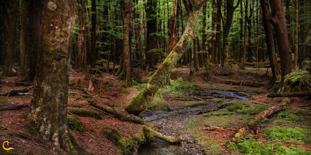 تصویری از طبیعت سرسیز جنگل گیسوم