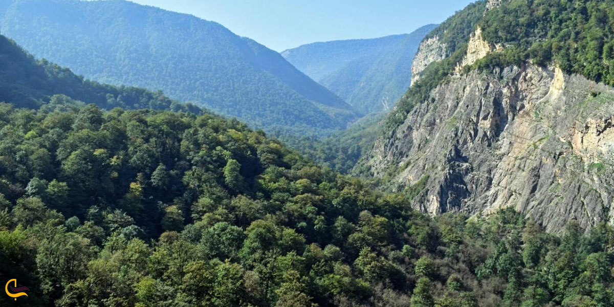 تصویری از جنگل های هیرکانی