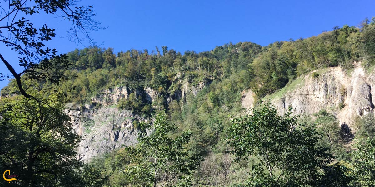 تصویری از طبیعت سرسبز جنگل سیسنگان