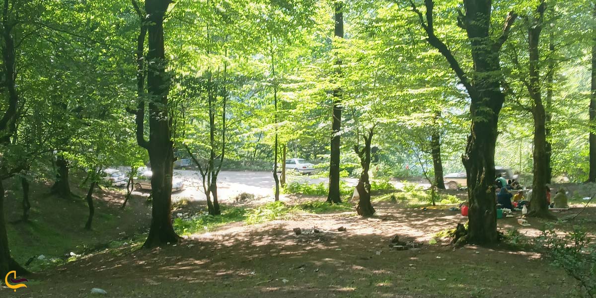 تصویری از طبیعت سرسبز جنگل عباس اّباد