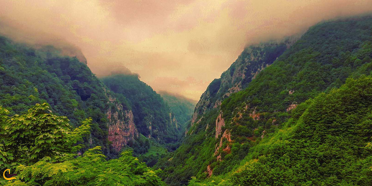 تصویری از طبیعت جنگل دوهزار