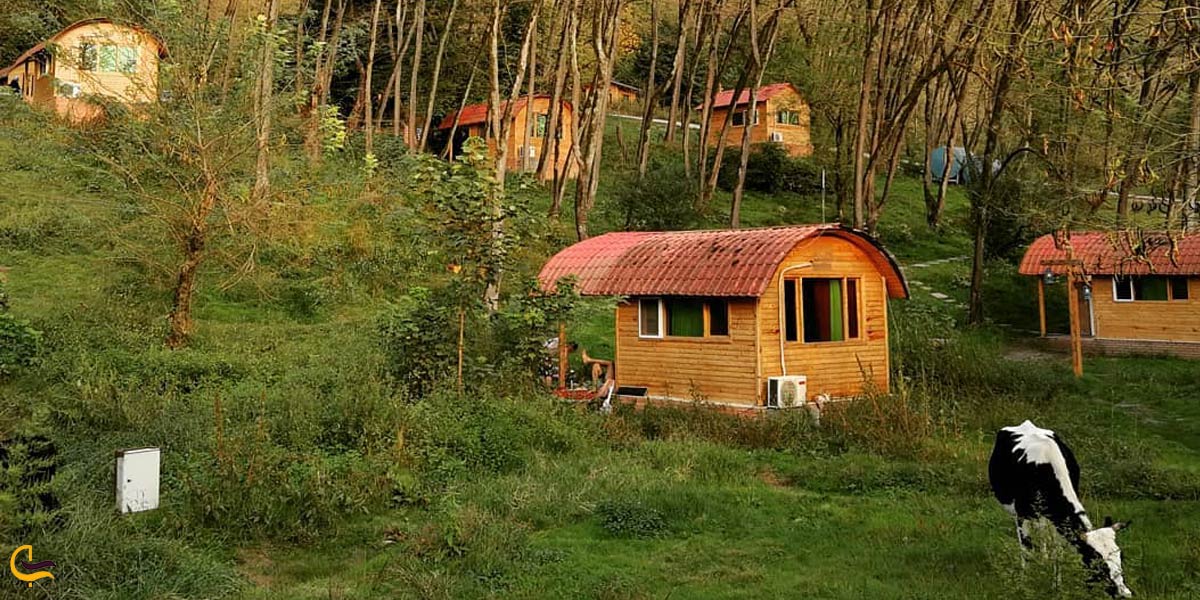 تصویری از طبیعت سرسبز جنگل جوارم