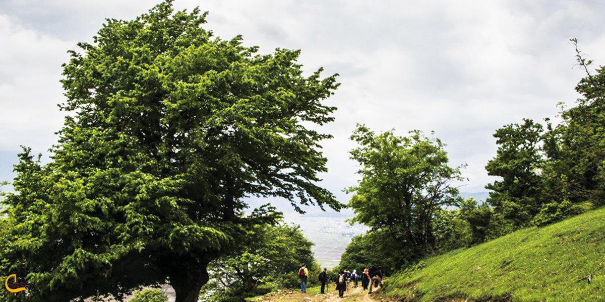 تصویری از جنگل نقله بر