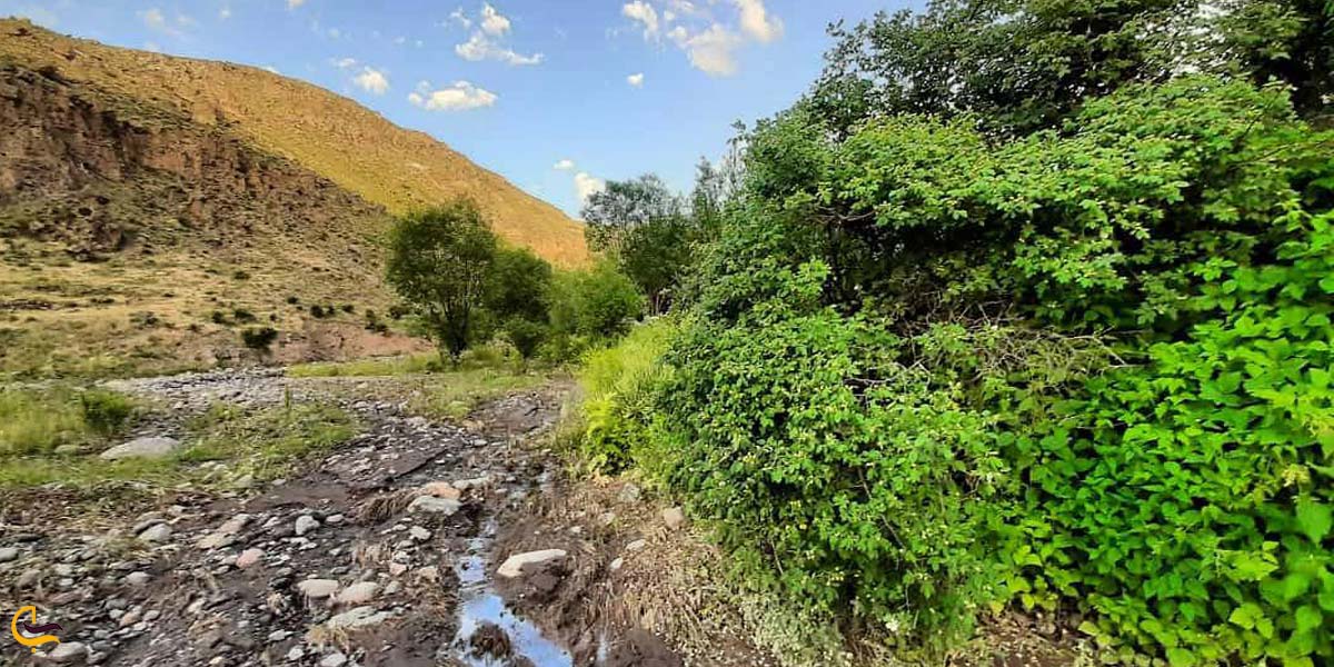 تصویری از طبیعت سرسبز پارک جنگلی خیاوچایی